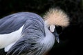 Grey Crowned Crane Balearica regulorum