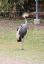 Grey crowned crane Balearica regulorum in zoo Royalty Free Stock Photo