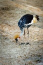 Grey Crowned Crane beautiful bird Royalty Free Stock Photo