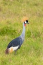 Grey Crowned Crane, beautiful bird Royalty Free Stock Photo