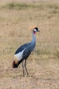 Grey Crowned Crane, beautiful bird Royalty Free Stock Photo