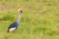 Grey Crowned Crane, beautiful bird Royalty Free Stock Photo