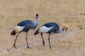 Grey Crowned Crane, beautiful birds Royalty Free Stock Photo