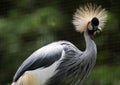 Grey Crowned Crane bird Royalty Free Stock Photo