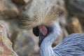 Grey crowned crane bird Royalty Free Stock Photo