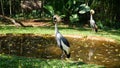 Grey Crowned Crane Bird Royalty Free Stock Photo