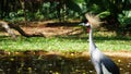 Grey Crowned Crane Bird Royalty Free Stock Photo