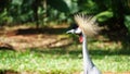 Grey Crowned Crane Bird Royalty Free Stock Photo