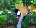 Grey Crowned Crane bird in tropical forest