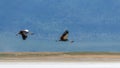 Grey Crowned Crane, birds flying