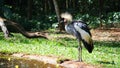 Grey Crowned Crane Birds Royalty Free Stock Photo