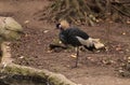 Grey crowned crane called Balearica regulorum Royalty Free Stock Photo