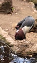 Grey crowned crane called Balearica regulorum Royalty Free Stock Photo