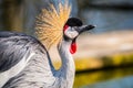 Grey crowned crane close up portrait