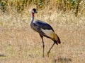 Grey crowned crane, closeup Royalty Free Stock Photo