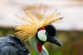 Grey crowned crane closeup Uganda Royalty Free Stock Photo