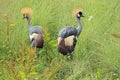 Grey crowned crane