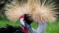Grey crowned crane couple whith defocused background Royalty Free Stock Photo