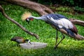 Grey crowned crane and duck eating