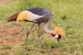 Grey Crowned Crane Eating