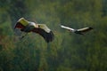 Grey crowned crane in flight, Balearica regulorum, with dark background. Bird head with gold crest in heavy rain, Africa, Tanzania