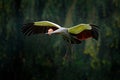 Grey crowned crane in flight, Balearica regulorum, with dark background. Bird head with gold crest in heavy rain, Africa, Tanzania