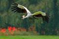 Grey crowned crane in flight, Balearica regulorum, with dark background. Bird head with gold crest in heavy rain, Africa, Tanzania