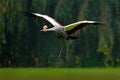 Grey crowned crane in flight, Balearica regulorum, with dark background. Bird head with gold crest in heavy rain, Africa, Tanzania