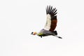 A grey crowned crane in flight Royalty Free Stock Photo