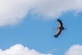 Grey crowned crane is flying in the blue sky Royalty Free Stock Photo