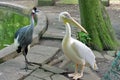 Wild Birds. Grey crowned crane and great white pelican Royalty Free Stock Photo