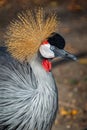 Grey crowned crane Royalty Free Stock Photo