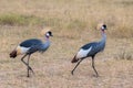 Grey Crowned Crane Royalty Free Stock Photo