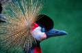 A Grey Crowned Crane. Royalty Free Stock Photo