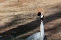 Grey crowned crane head with pretty crown close-up Royalty Free Stock Photo