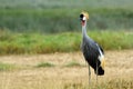 Grey crowned crane, Lake Nakuru National Park, Kenya Royalty Free Stock Photo