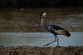 Grey crowned crane lifts foot beside river