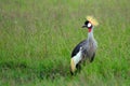 Grey crowned crane, Maasai Mara Game Reserve, Kenya Royalty Free Stock Photo