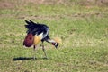 Grey Crowned Crane. The national bird of Uganda