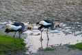 Grey crowned crane pair Royalty Free Stock Photo