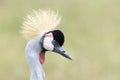 Grey crowned crane portrait Royalty Free Stock Photo