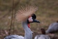 Grey crowned crane portrait of this beautiful bird Royalty Free Stock Photo