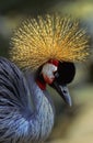 Grey Crowned Crane portrait. Royalty Free Stock Photo