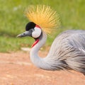 Grey Crowned Crane Portrait Royalty Free Stock Photo