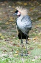 Grey crowned crane standing Royalty Free Stock Photo