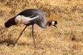 A grey crowned crane standing in the plains Royalty Free Stock Photo