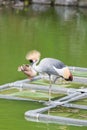 Grey Crowned-crane standing on pond.