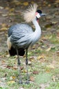 Grey crowned crane standing by side Royalty Free Stock Photo