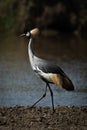 Grey crowned crane strides along river bank