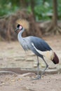 Grey Crowned Crane